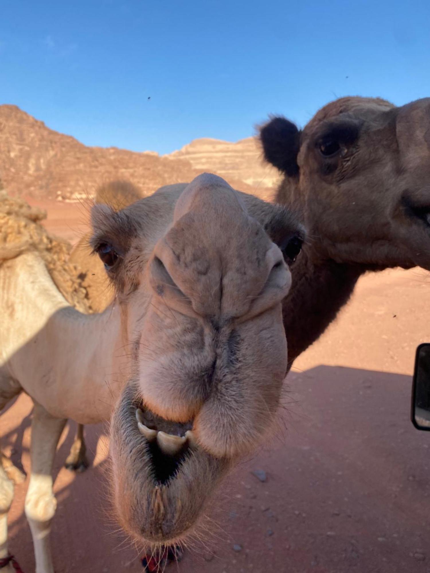 Hotel Wadi Rum Desert Heart Camp Exterior foto